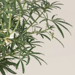 Choisya ‘White Dazzler’ -The Palm Centre CTW 10 8 scaled 1