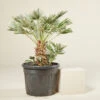 Chamaerops Humilis ‘Vigo’ -The Palm Centre CUV 6138b7bad6d45
