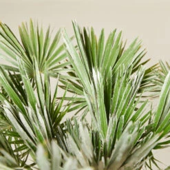 Chamaerops Humilis ‘Vigo’ -The Palm Centre CUV 6138b7be877e4