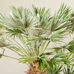 Chamaerops Humilis ‘Vigo’ -The Palm Centre CUV 6138b7c9f2f99