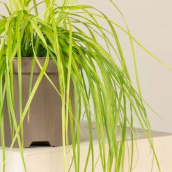 Carex Oshimensis ‘Everillo’ -The Palm Centre CVL 2 1 2