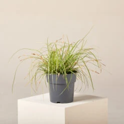 Carex Oshimensis ‘Eversheen’