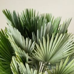 Chamaerops Humilis ‘Vulcano’ -The Palm Centre CVU 90 1 scaled 1