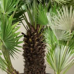 Chamaerops Humilis ‘Vulcano’ -The Palm Centre CVU 90 6 scaled 1