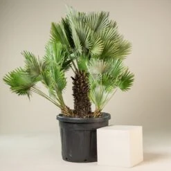 Chamaerops Humilis ‘Vulcano’