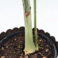 Chamaedorea Radicalis 9 Chamaedorea Radicalis -The Palm Centre C 18833 606e48379a11d 1