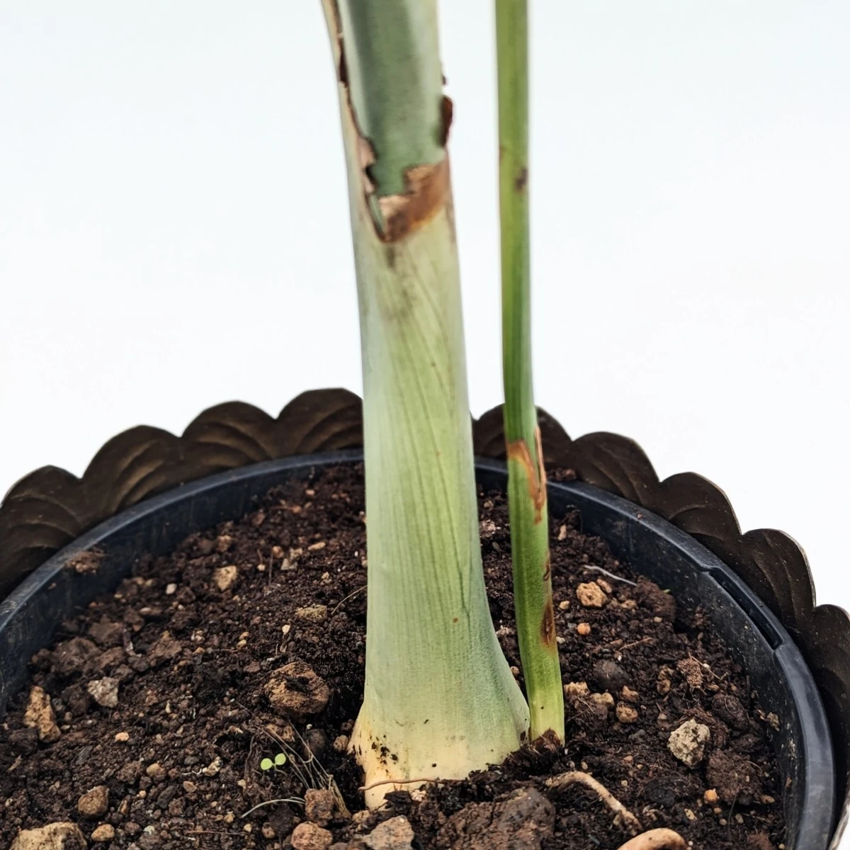 Chamaedorea Radicalis 5 Chamaedorea Radicalis - Image 3