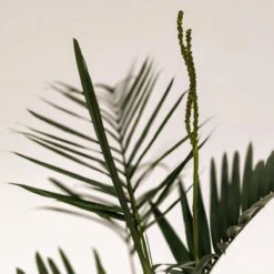 Chamaedorea Radicalis 8 Chamaedorea Radicalis -The Palm Centre C 18833 606e48782b969