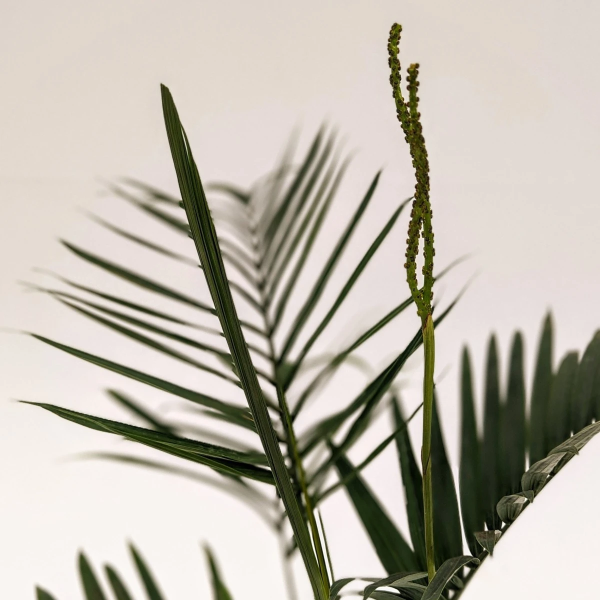 Chamaedorea Radicalis 4 Chamaedorea Radicalis - Image 2