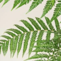 Dicksonia Antarctica (Juvenile) -The Palm Centre DAN 3 2 scaled 1