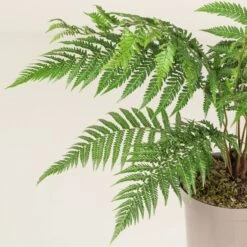 Dicksonia Antarctica (Juvenile) -The Palm Centre DAN 4 2 scaled 1