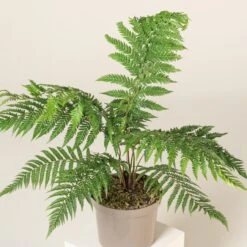 Dicksonia Antarctica (Juvenile) -The Palm Centre DAN 5 2 scaled 1