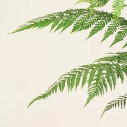 Dicksonia Antarctica (Juvenile) -The Palm Centre DAN 6 scaled 1