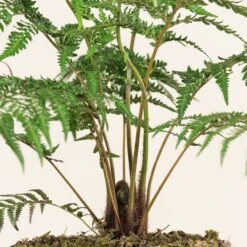 Dicksonia Antarctica (Juvenile) -The Palm Centre DAN 7 scaled 1