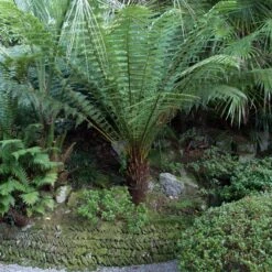 Tree Fern Fertiliser -The Palm Centre DAN PT 2 scaled 1