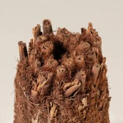 Dicksonia Antarctica (medium Size Trunk) -The Palm Centre DAN S 3 scaled 1