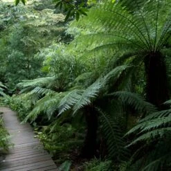 Dicksonia Antarctica (medium Size Trunk) -The Palm Centre DAN TRP 2 scaled 1