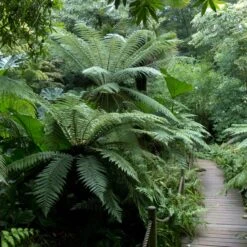 Tree Fern Fertiliser -The Palm Centre DAN TRP 3 scaled 2