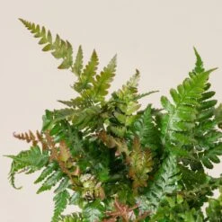 Dryopteris Erythrosora ‘Brilliance’ -The Palm Centre DBR 3 scaled 1