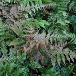 Dryopteris Erythrosora ‘Brilliance’ -The Palm Centre DBR 6 scaled 1