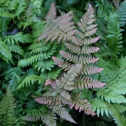 Dryopteris Erythrosora ‘Brilliance’ -The Palm Centre DBR 7 scaled 1