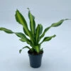 Dracaena Burley -The Palm Centre DBU 610f4047a3b5c