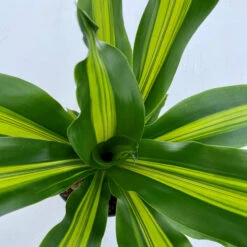 Dracaena Burley -The Palm Centre DBU 610f404a5f992