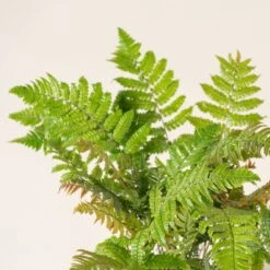 Dryopteris Lepidopoda -The Palm Centre DLI 3 scaled 1