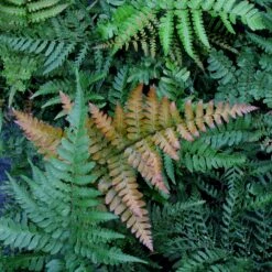 Dryopteris Lepidopoda -The Palm Centre DLI scaled 1