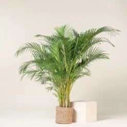 Dypsis Lutescens -The Palm Centre DLU 11 scaled 1