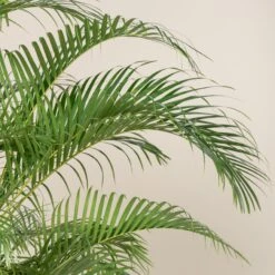 Dypsis Lutescens -The Palm Centre DLU 3 scaled 1