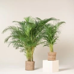 Dypsis Lutescens -The Palm Centre DLU 5 11 scaled 1