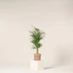 Dypsis Lutescens -The Palm Centre DLU 5 3 scaled 1