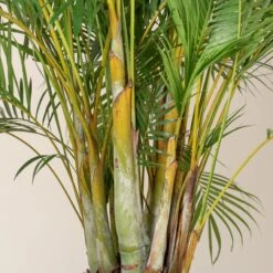 Dypsis Lutescens -The Palm Centre DLU 5 scaled 1