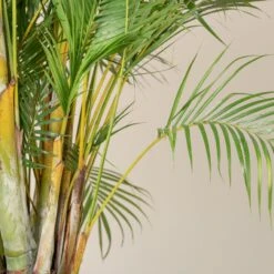 Dypsis Lutescens -The Palm Centre DLU scaled 1