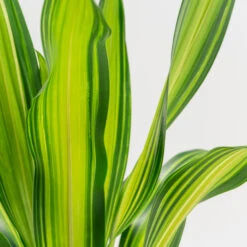 Dracaena Fragrans ‘Charley’ -The Palm Centre DRL 7 2