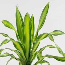 Dracaena Fragrans ‘Charley’ -The Palm Centre DRL 7 3
