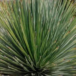 Dasylirion Serratifolium -The Palm Centre DSE 60a927342e8a3