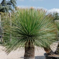 Dasylirion Serratifolium -The Palm Centre DSE 60a92736657aa