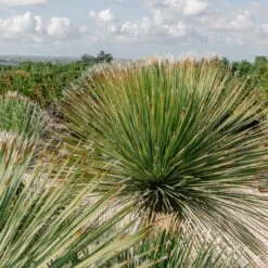 Dasylirion Serratifolium -The Palm Centre DSE 60a927389efaa