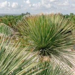 Dasylirion Serratifolium -The Palm Centre DSE 60a9273ad61ec