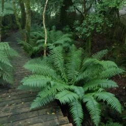 Dryopteris Wallichiana -The Palm Centre DWA 12 scaled 1