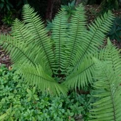 Dryopteris Wallichiana -The Palm Centre DWA 13 scaled 1