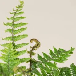 Dryopteris Wallichiana -The Palm Centre DWA 2 scaled 1