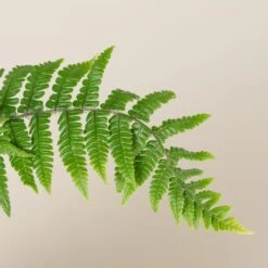 Dryopteris Wallichiana -The Palm Centre DWA 3 scaled 1