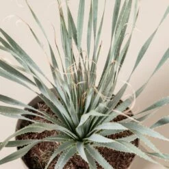 Dasylirion Wheeleri -The Palm Centre DWH 9 2 scaled 1