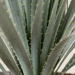 Dasylirion Wheeleri -The Palm Centre DWH 9 3 scaled 1