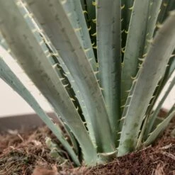 Dasylirion Wheeleri -The Palm Centre DWH 9 4 scaled 1