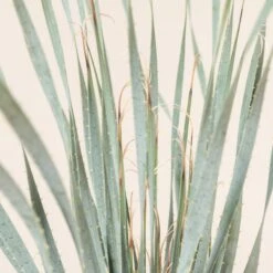 Dasylirion Wheeleri -The Palm Centre DWH 9 5 scaled 1