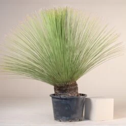 Dasylirion Longissimum -The Palm Centre D 14962 5fbf46c7dfd43 1